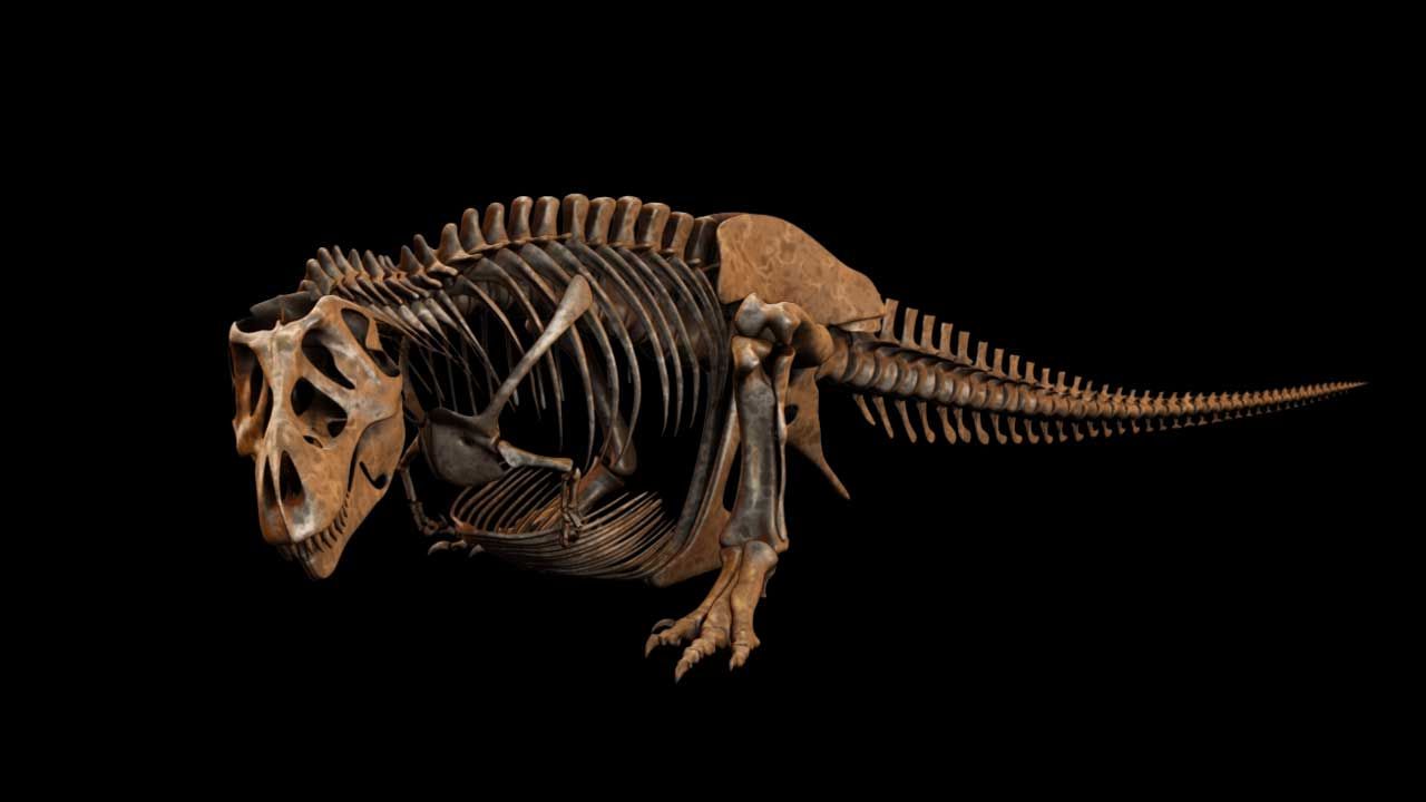 Skeleton of a Tyrannosaurus rex mid-motion, crouched low with its head down and its long tail trailing behind, against a black background.