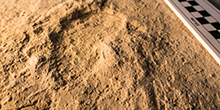 Close-up of a fossilized dinosaur footprint in rock, with a scale bar at the edge.