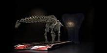 A dinosaur skeleton standing on a display platform against a dark background.